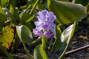 Beautiful purple Water Hyacinth (Pontederia crassipes) blooming in a rural pond. Elegant aquatic plant with lavender petals and green leaves in a sunny natural environment.