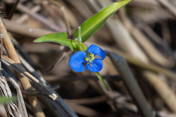 Vibrant blue Whitemouth Dayflower (Commelina erecta) blooming among dried grass. Macro of Slender Erect Dayflower with bright yellow anthers in a natural wild setting; beautiful floral nature.