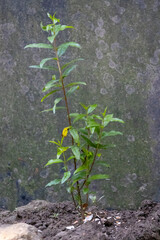 A young, green pomegranate plant (Punica granatum) newly planted in a village house yard. Close-up of a sapling growing in fertile soil, representing gardening and organic farming.
