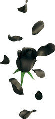 Falling Black Rose Flower