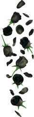 Falling Black Rose Flower