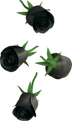 Black Rose Flower