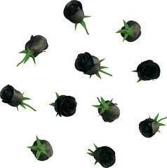 Black Rose Flower