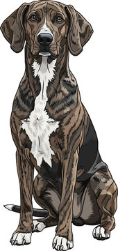 Plott Hound dog sitting upright attentive facing front illustration