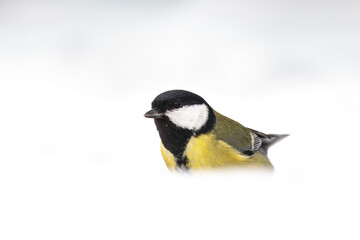 Naklejka premium Kohlmeise im Schnee