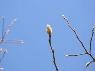 Winter buds of Japanese magnolia