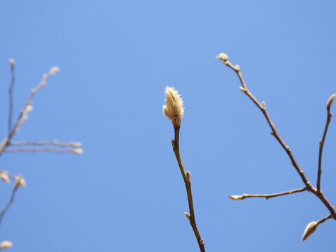 Winter buds of Japanese magnolia