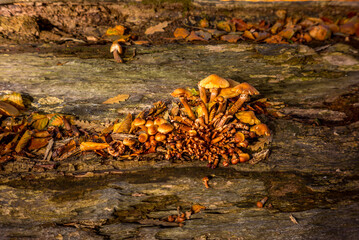 Fungi growing on a old tree in autumn