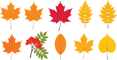 Colorful autumn leaves and rowan branch maple leaves berries © Olaja Vector Vision