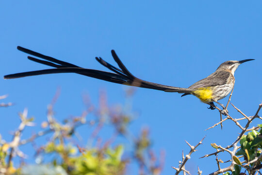 Cape Sugarbird (Promerops cafer) male  Western Cape, South Africa with long tail feather trailingt in the wind, Western Cape, South Africa