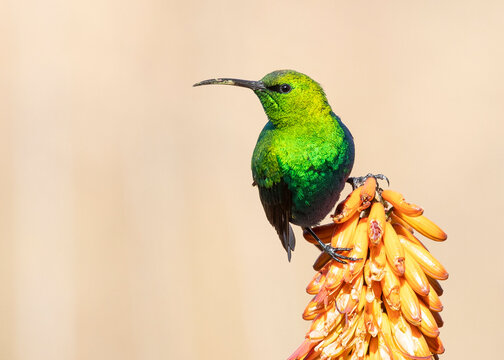 Malachite Sunbird breeding male (Nectarinia famosa) on Aloe speciosa flower Breede River Valley, Western Cape, South Africa