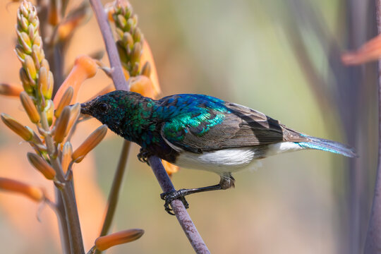 White-bellied Sunbird male (Cinnyris talatala) feeding on aloe flower, Limpopo, South Africa, close up side view, pollination, pollinator