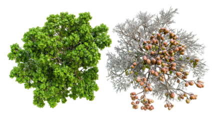 Top view of green and autumn trees on transparent background