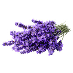 Fototapeta premium Bunch of fresh purple lavender flowers with green stems on black background floral