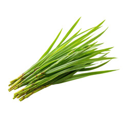 Bunch of fresh green lemongrass stalks with long slender leaves herb ingredient