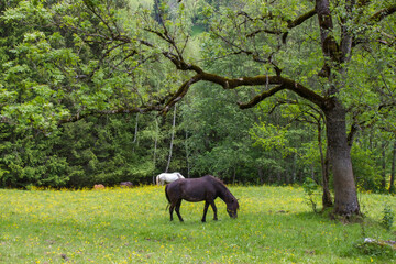 Horses in the Austrian Alps of the Dachstein region