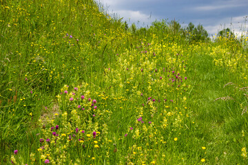 Meadow in Dachstein Region in Austria.