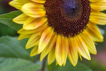 Sunflowers (helianthus) in a field - close up