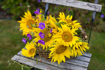 flowers - sunflowers and geranium in a basket on chair in the garden