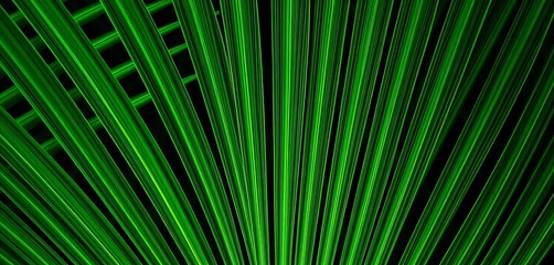 Close-up of a vibrant green Chinese fan palm frond, showing intricate detail,   flora,   houseplant