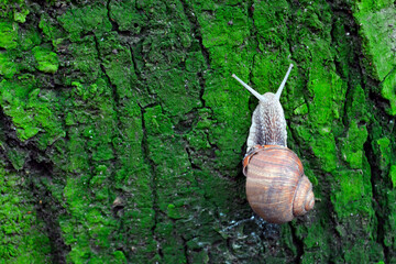 Snail on green tree bark, snail on green background. A single snail isolated. © Lyudmyla Raduga