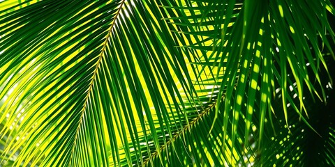 Emerald green palm fronds, sunlight dappled, vibrant texture,  foliage,  green