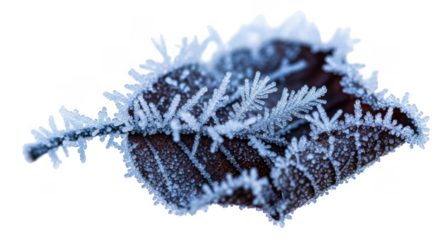 Close up of a brown leaf covered in delicate ice crystals and frost isolated on a transparent background