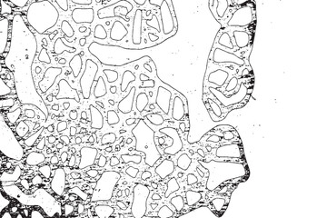 Abstract Organic Black and White Cellular Texture Background