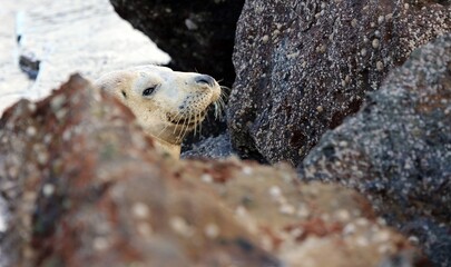 Closeup of a seal looking around a rock, Ravenscar, North Yorkshire England
