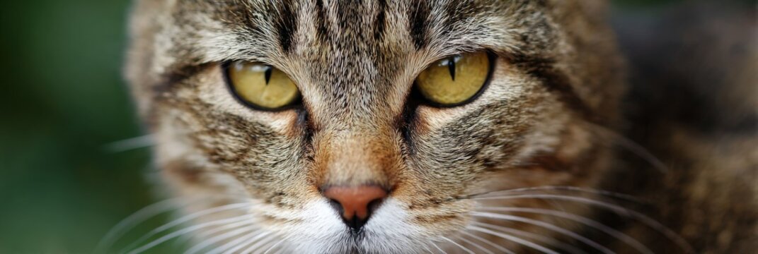 Intense gaze of a tabby cat with striking yellow eyes - Powered by Adobe