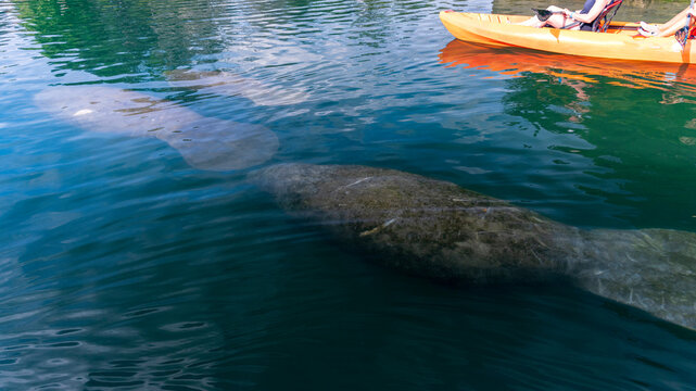 Kayakers surfing over a manatee group