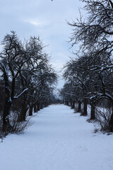 Winter landscape with snow-covered trees on a cloudy day in the park