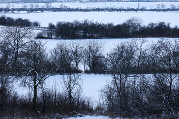 winter landscape with trees covered with snow in the field