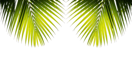 Vibrant green palm leaves against Transparent background for tropical designs