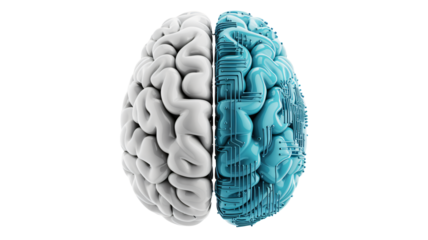 Human Brain Hemisphere Contrast in Blue and White with Detailed Texture for Medical Illustration