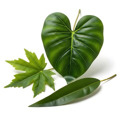 Three distinct green leaves are arranged artfully on a white background.