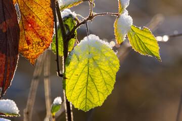 Obraz premium Frozen green and brown leaves covered in some snow