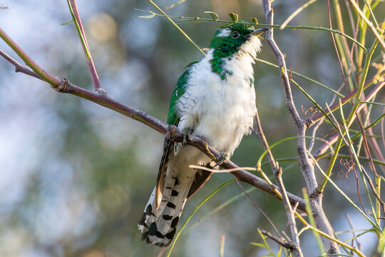 Green and white male Klaas's cuckoo (Chrysococcyx klaas) perched in tree at dusk, Velddrif, West Coast, South Africa, brood parasite
