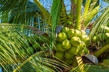 Close up of fresh green young coconut bunch growing on palm tree with leaves under sunlight. Tropical fruit agriculture in summer season. Organic healthy food and nature background concept