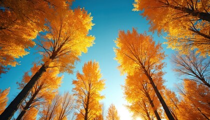 Low angle shot shows many tall trees with yellow leaves under blue sky. Autumn foliage covers forest trees. Scenic sunlight shines through fall nature landscape, treetop crowns.