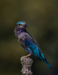 Indochinese roller animal portrait close up shot.