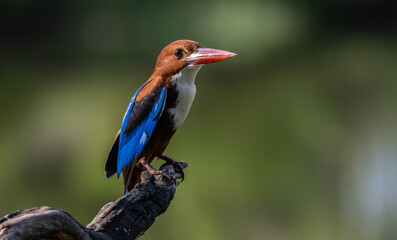 White-throated kingfisher perched on a branch with beautiful bokeh background. © photonewman