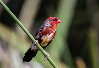 Red Avadavat ,Strawberry Finch Because it has a strawberry-like color during the breeding season.