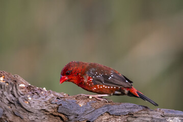 Red Avadavat ,Strawberry Finch Because it has a strawberry-like color during the breeding season.