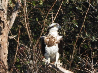 An osprey in a tree