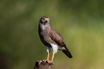 Fototapeta premium Close up of a Rufous-winged Buzzard (Butastur liventer) bird with yellow eyes looking at camera.