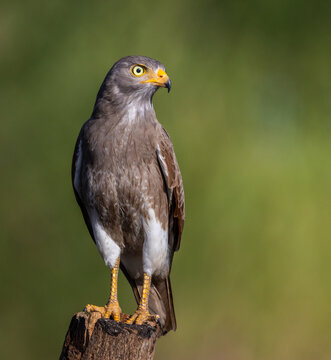 Close up of a Rufous-winged Buzzard (Butastur liventer) bird with yellow eyes looking at camera.