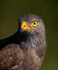 Obraz premium Rufous-winged Buzzard (Butastur liventer) perched on a wood stump with open beak screaming.