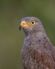 Fototapeta premium Close-up portrait of a Rufous-winged Buzzard (Butastur liventer) with blurred green background.