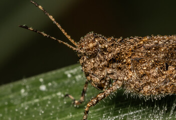 Carinate Locust is a species of band-winged grasshopper in the family Acrididae. It is found in Asia.